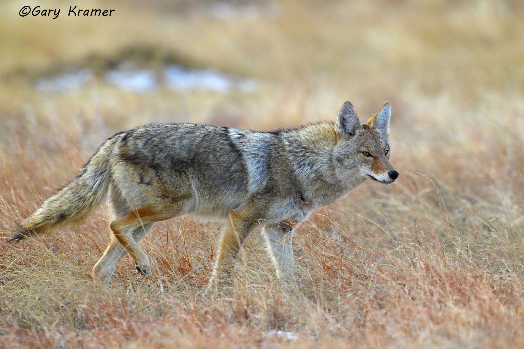Coyote (Canis latrans) - NMC#617d