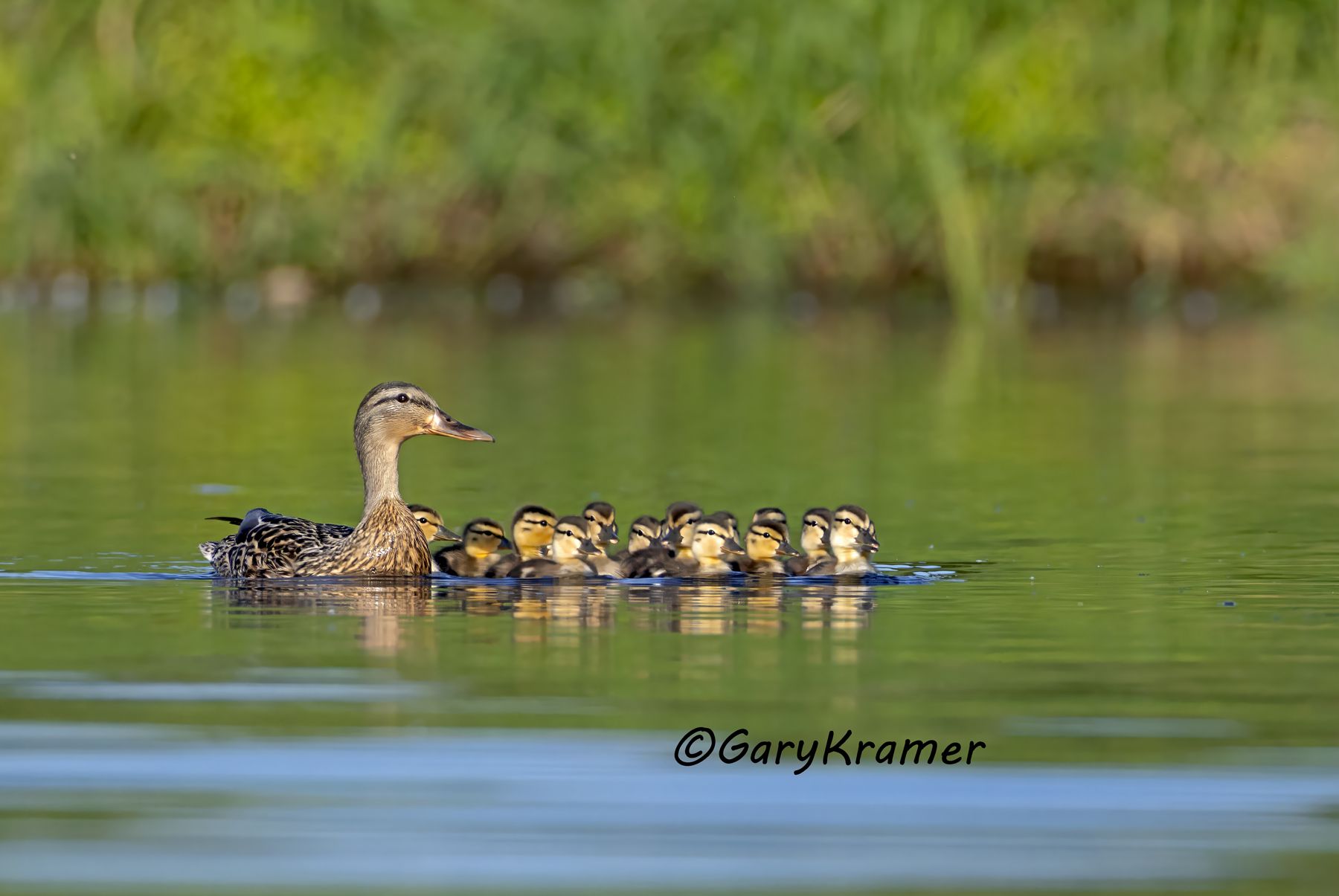 Mallard (Anas platyrhynchos) Mallard (Anas platyrhynchos) - NBWM#8865d