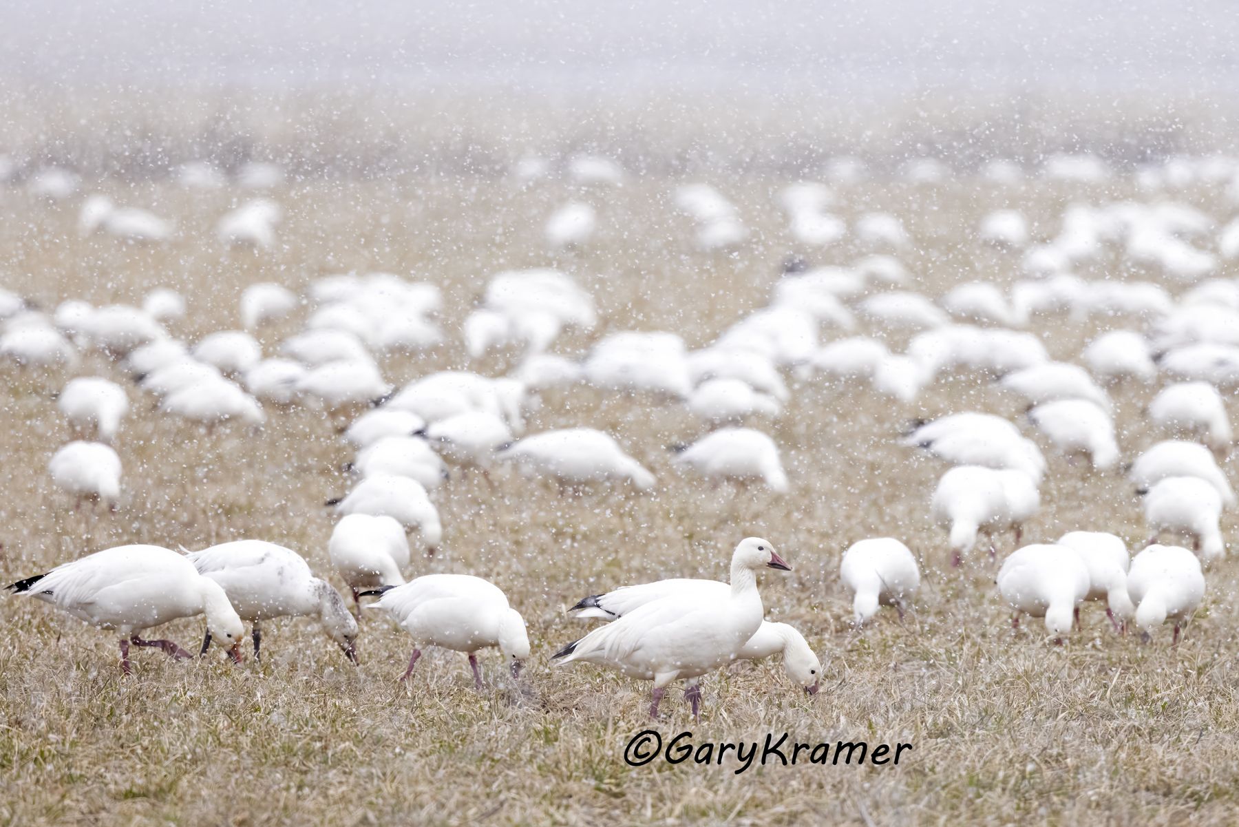 Lesser Snow Geese/Ross's Geese (Anser caerulescens/Chen rossii) - NBWSgr#427d