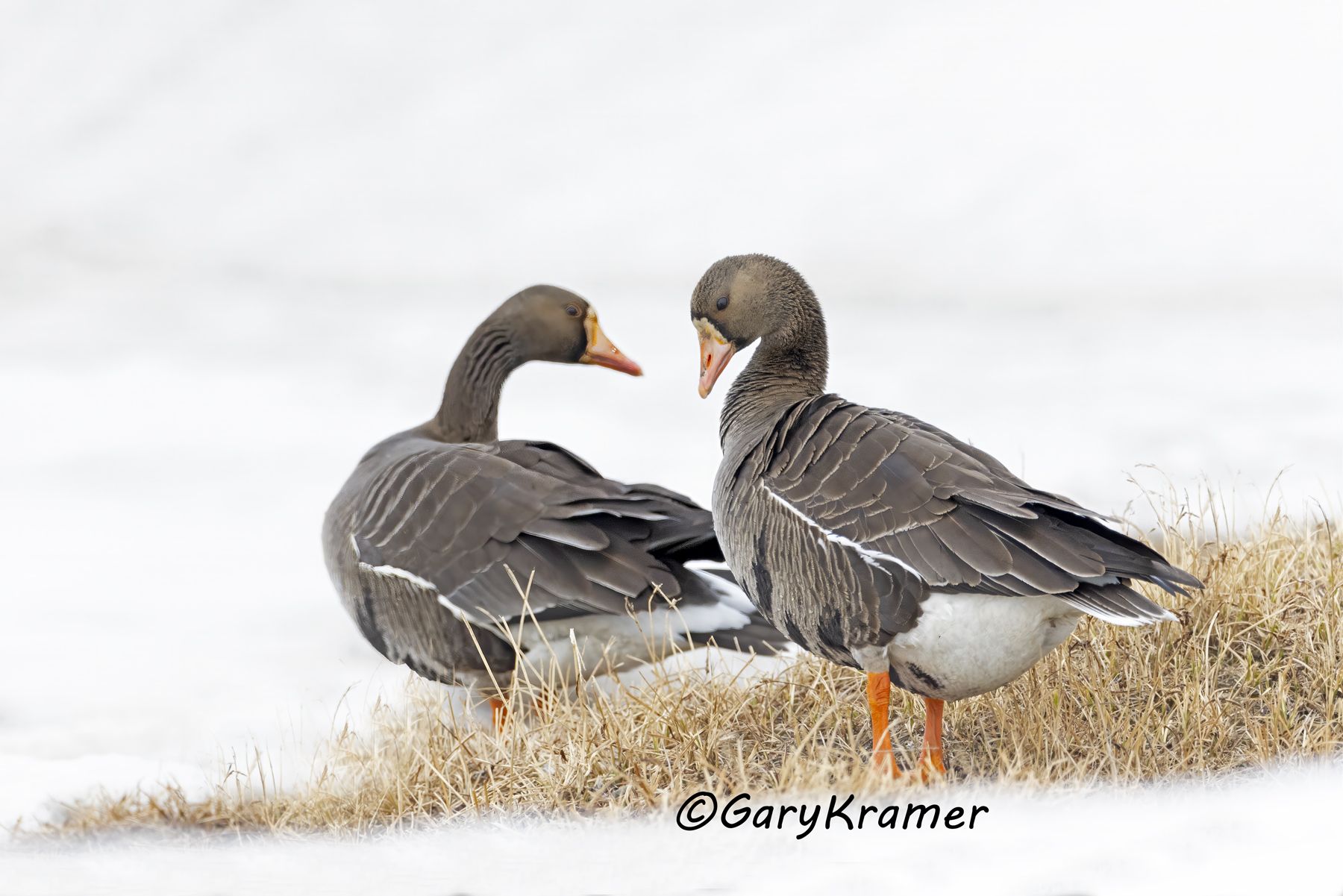 White-fronted Goose (Anser albifrons) - NBWWf#3366d