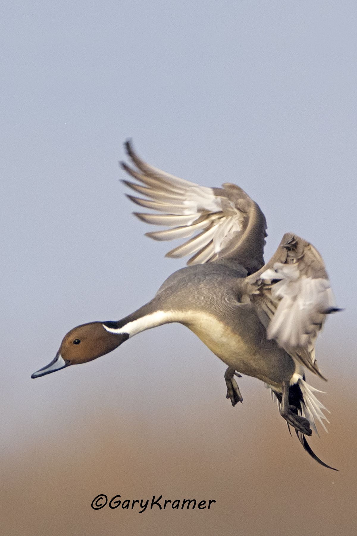 Northern Pintail (Anas acuta) - NBWP#697d(4)