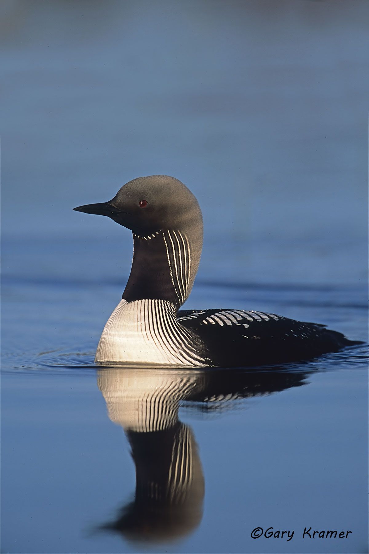 Pacific Loon (Gavia pacifica) Pacific Loon (Gavia pacifica) - NBLP#034