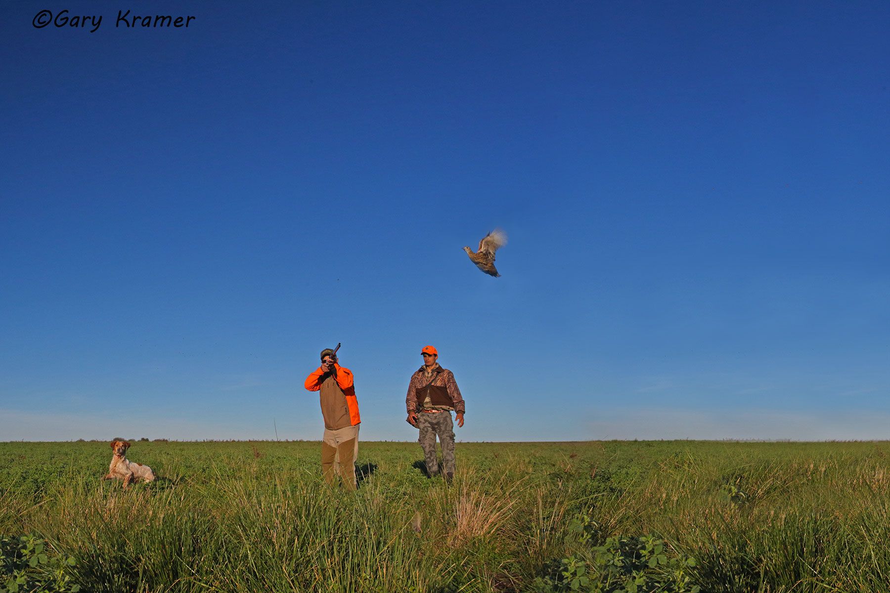 Hunter & guide w/Brittany shooting at flushing Perdiz, Argentina/Uruguay Hunter & guide w/Brittany shooting at flushing Perdiz, Argentina - SHPsf#017d