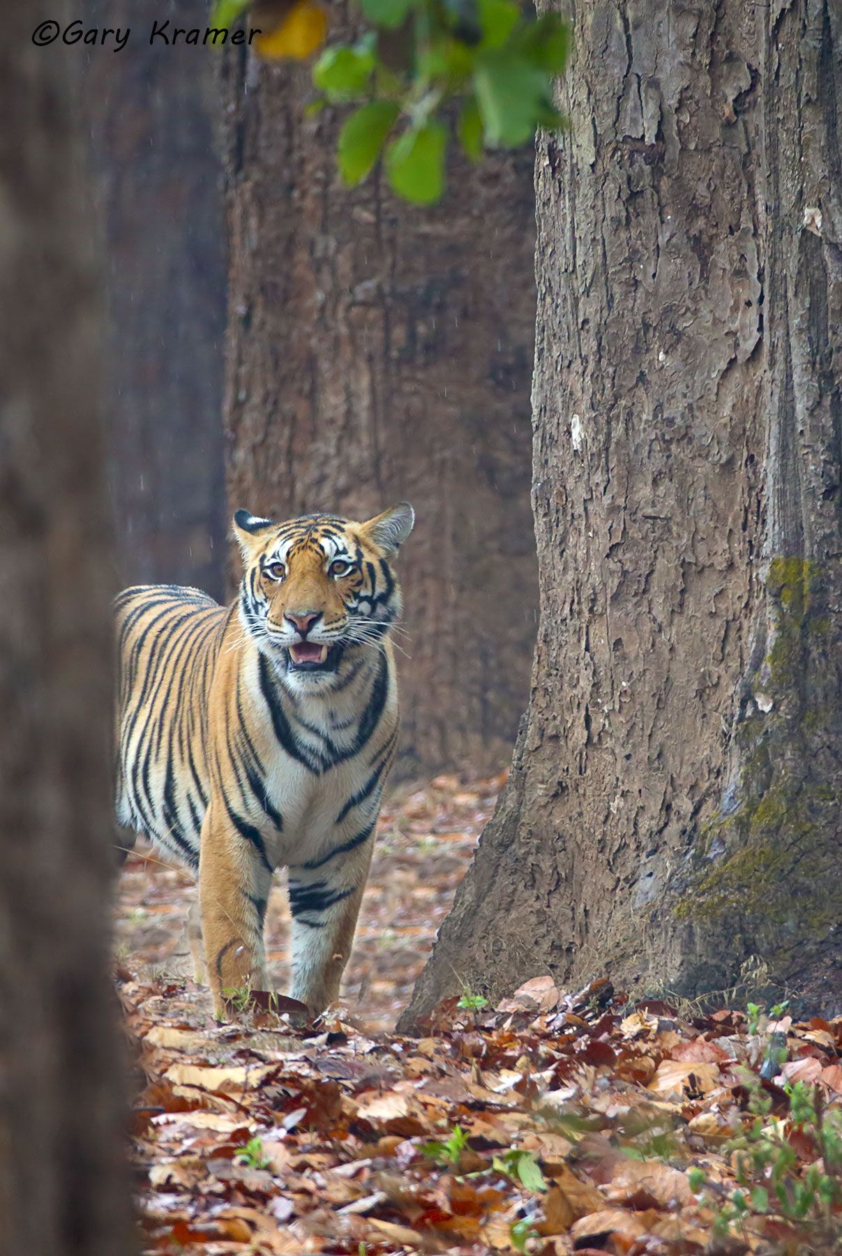 Tiger (Bengal) (Panthera tigrus tigrus) - AMTb#242d(2)