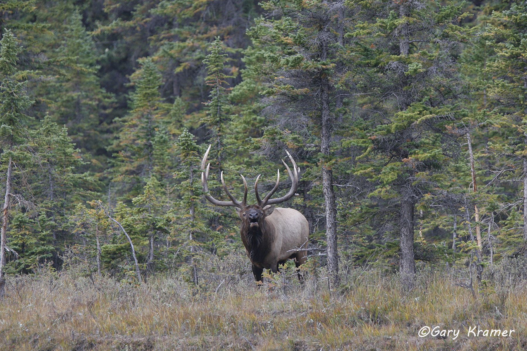 Rocky Mountain Elk (Cervus elaphus nelsoni) - NMERm#969d