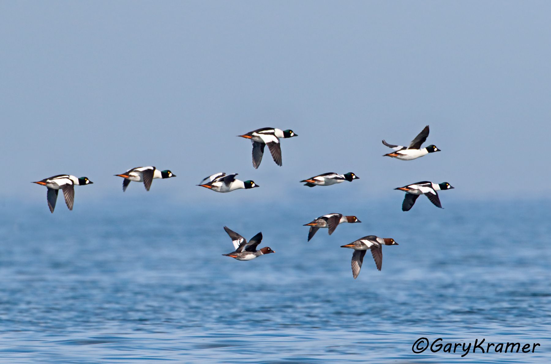 Common Goldeneye (Bucephala clangula)  Common Goldeneye (Bucephala clangula) - NBWGc#769d(2)