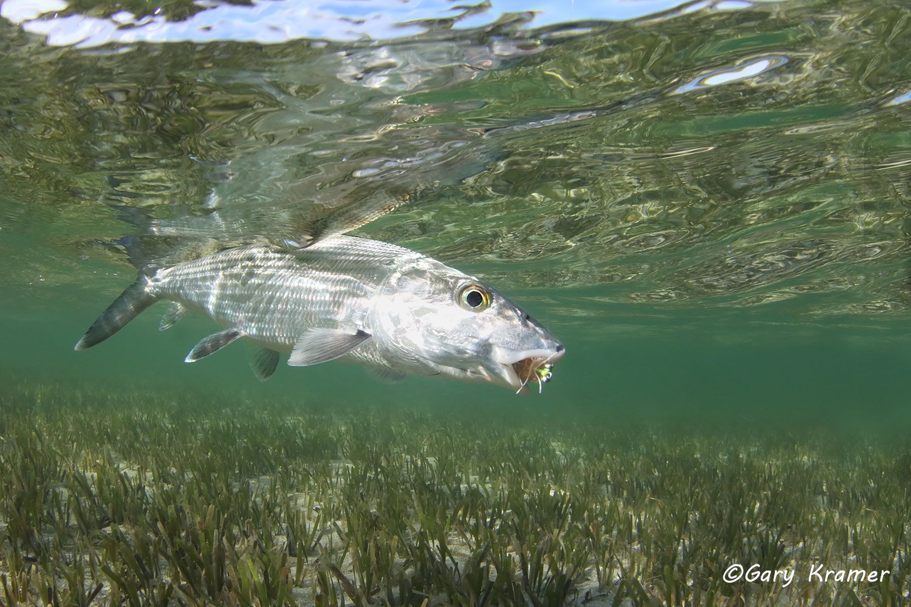 Bonefish w/ fly, Mexico - NFBff#122d