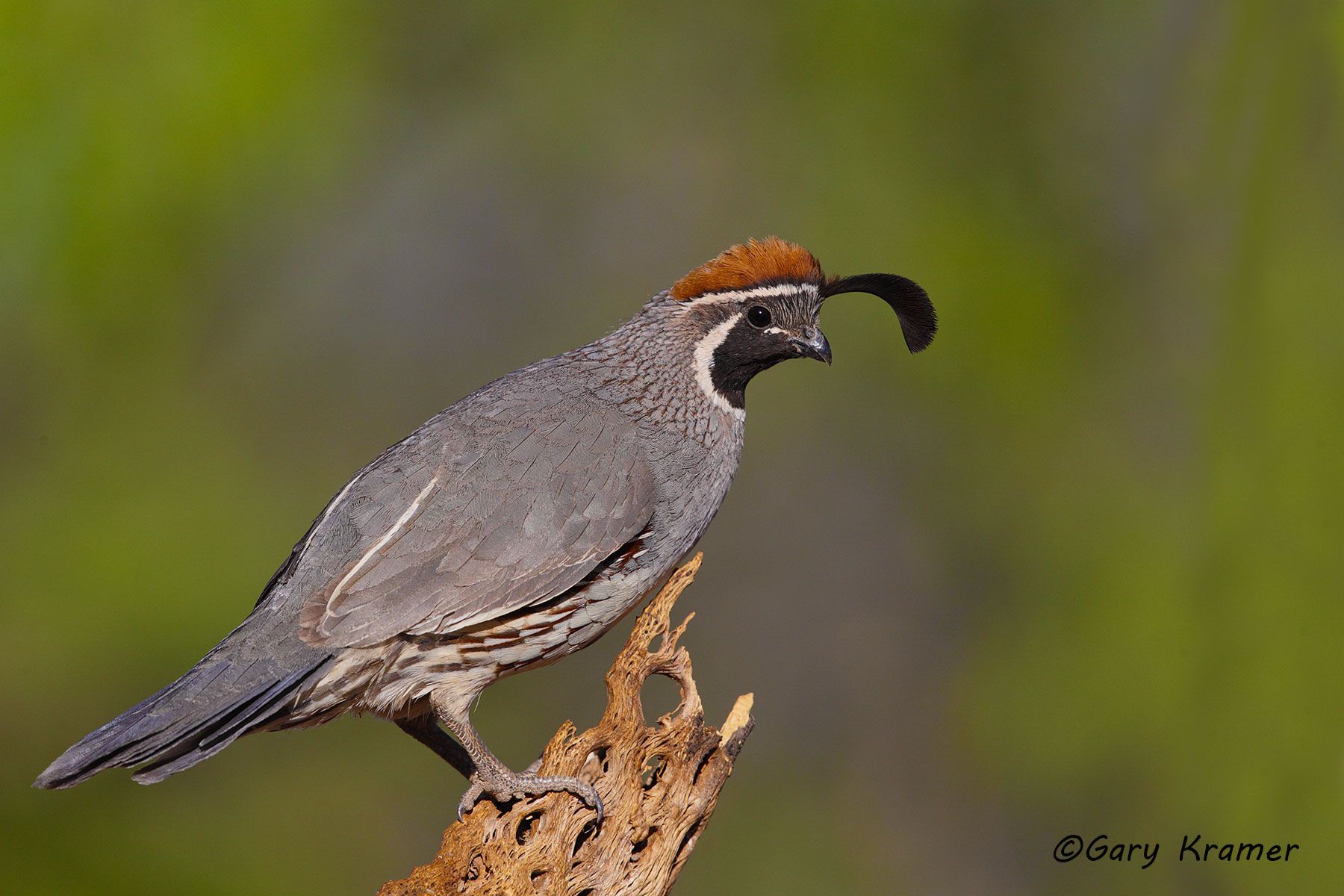 Gambel's Quail (Callipepla gambelii) Gambel's Quail (Callipepla gambelii) - NBGQg#316d