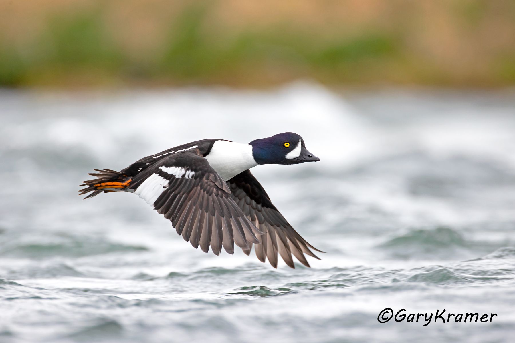Barrow's Goldeneye (Bucephala islandica)  Barrow's Goldeneye (Bucephala islandica) - NBWGb#255d