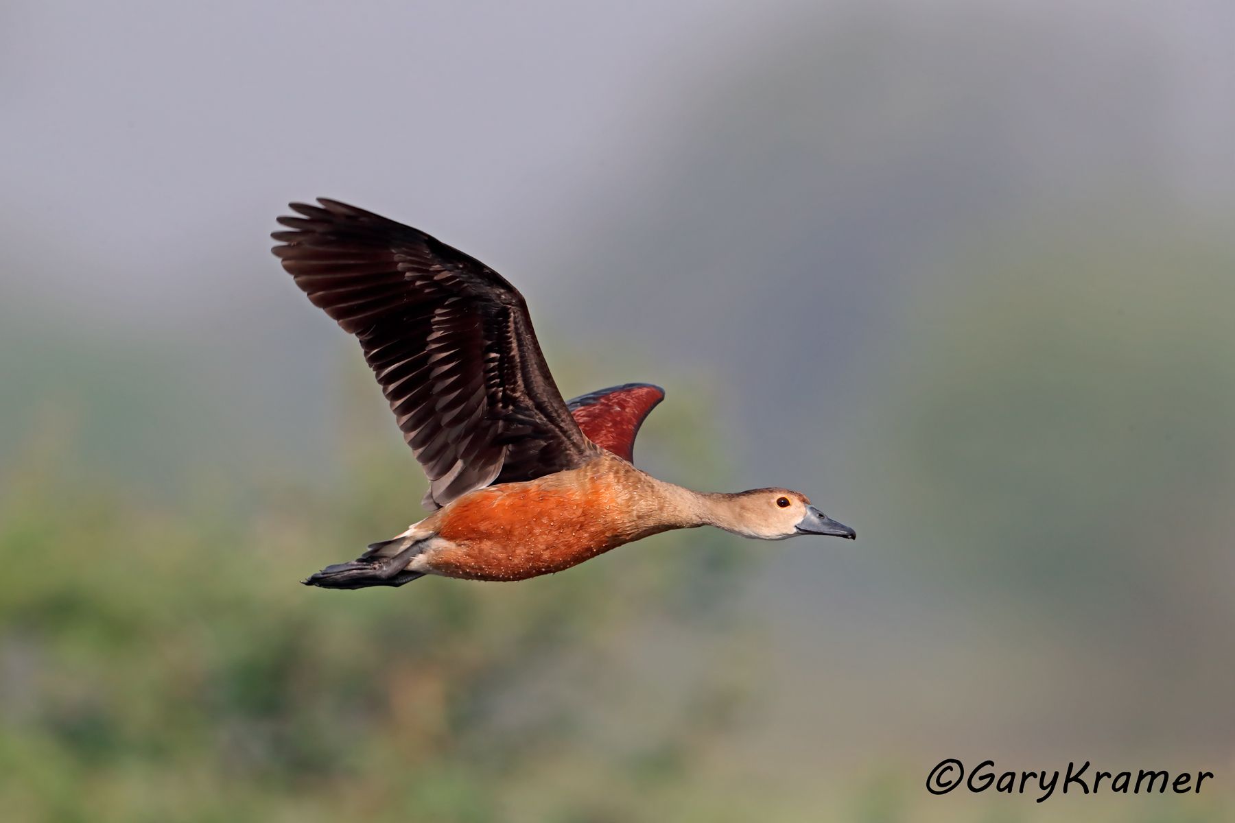 Lesser Whistling Duck (Dendrocygna avanica)  Lesser Whistling Duck (Dendrocygna avanica) - EBWWl#132d