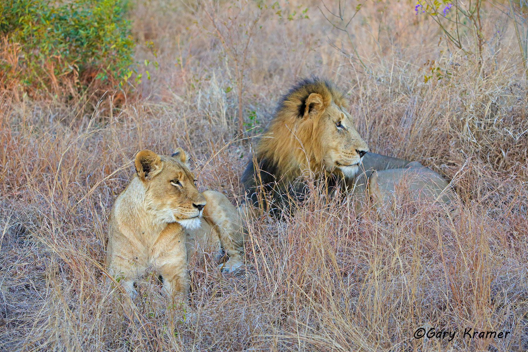 African Lion (Panthera leo) African Lion (Panthera leo) AMPA#949d