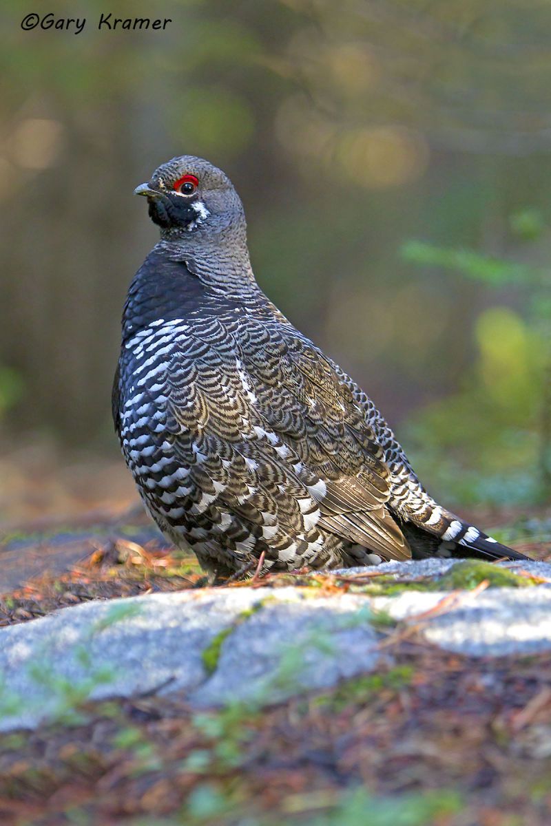 Spruce Grouse (Falcipennis canadensis) Spruce Grouse (Falcipennis canadensis) - NBGs#033d
