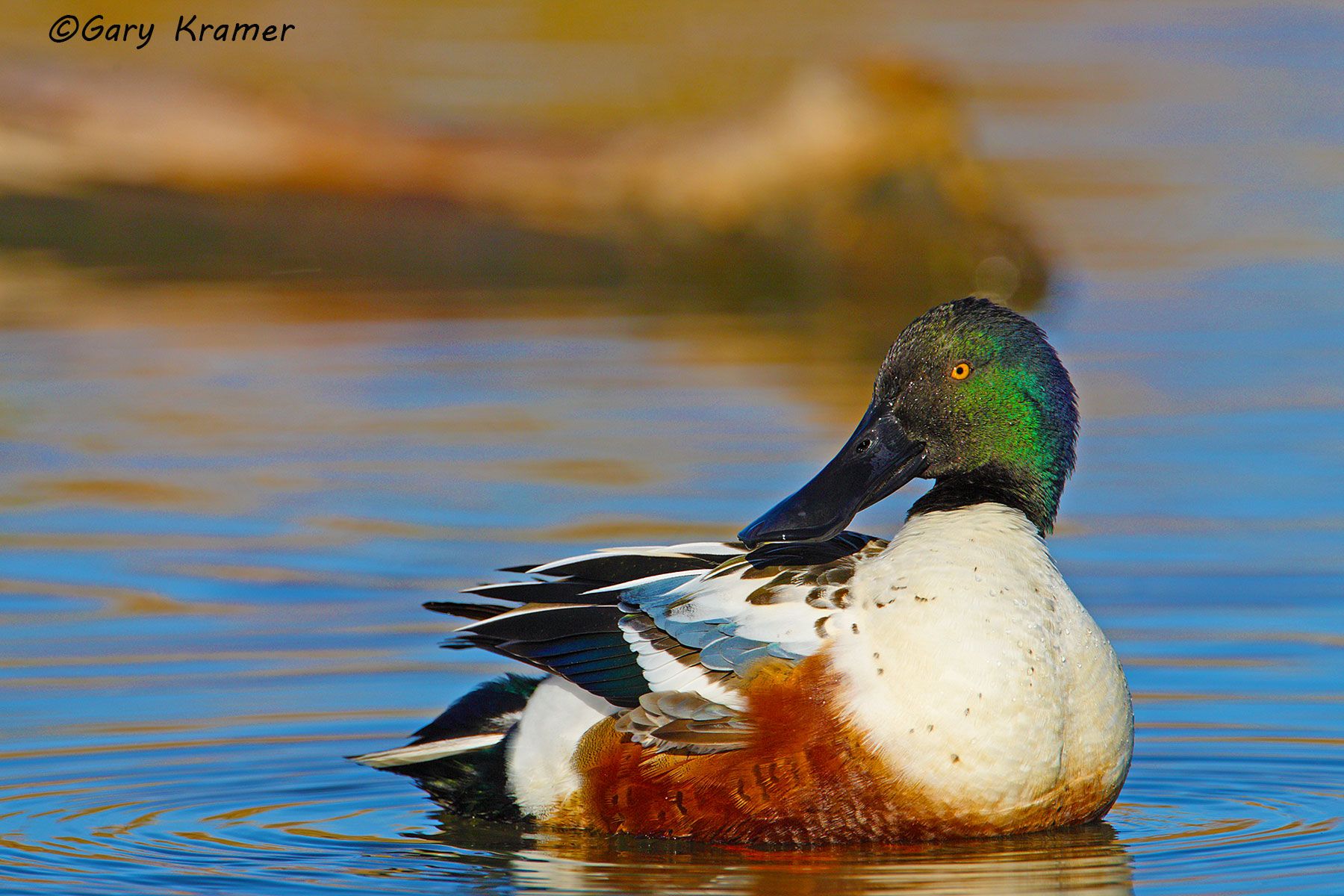 Northern Shoveler (Spatula clypeata) Northern Shoveler (Spatula clypeata) - NBWS#413d
