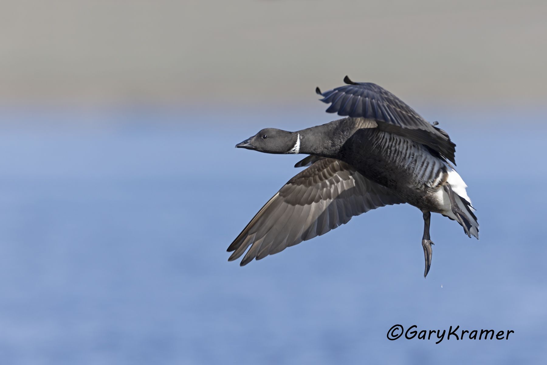 Black (Pacific) Brant (Branta bernicla nigricans) - NBWBp#1644d