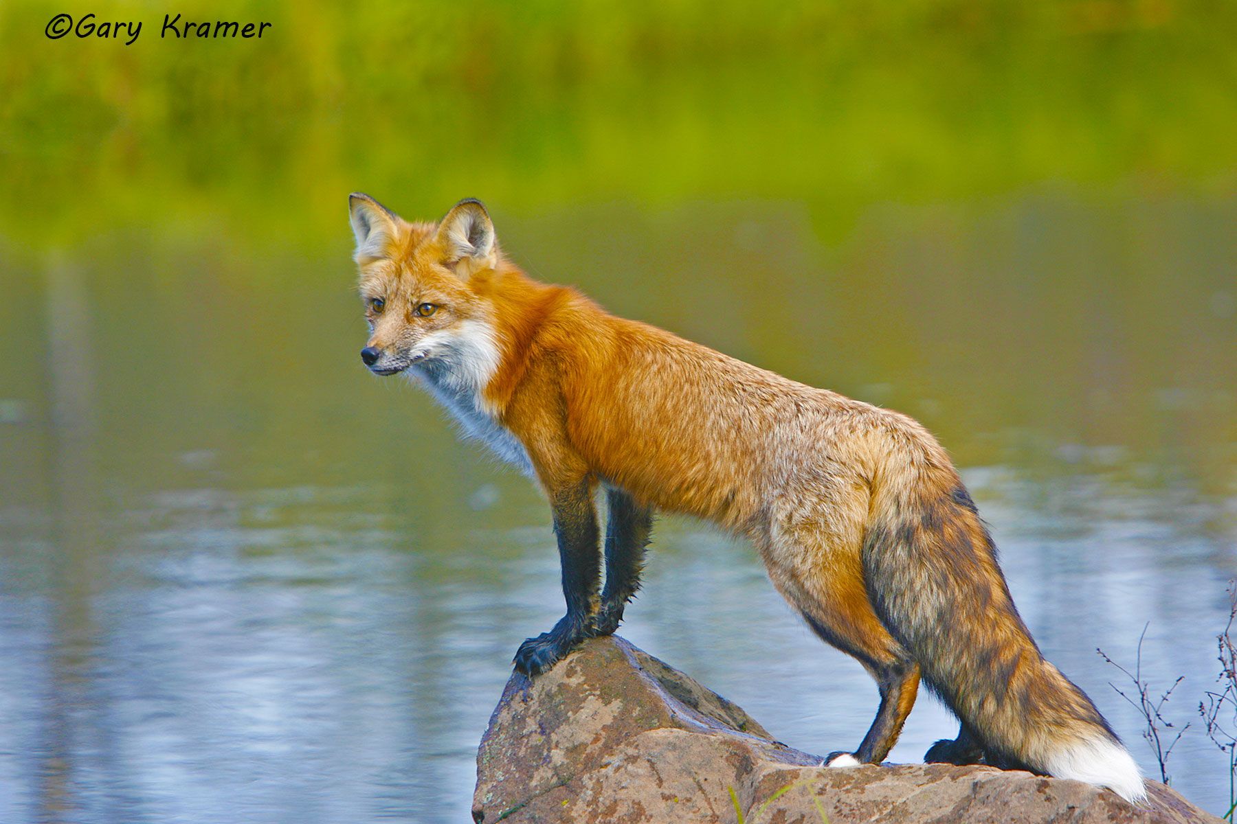 Red Fox (Vulpes fulva) - NMFr#270d