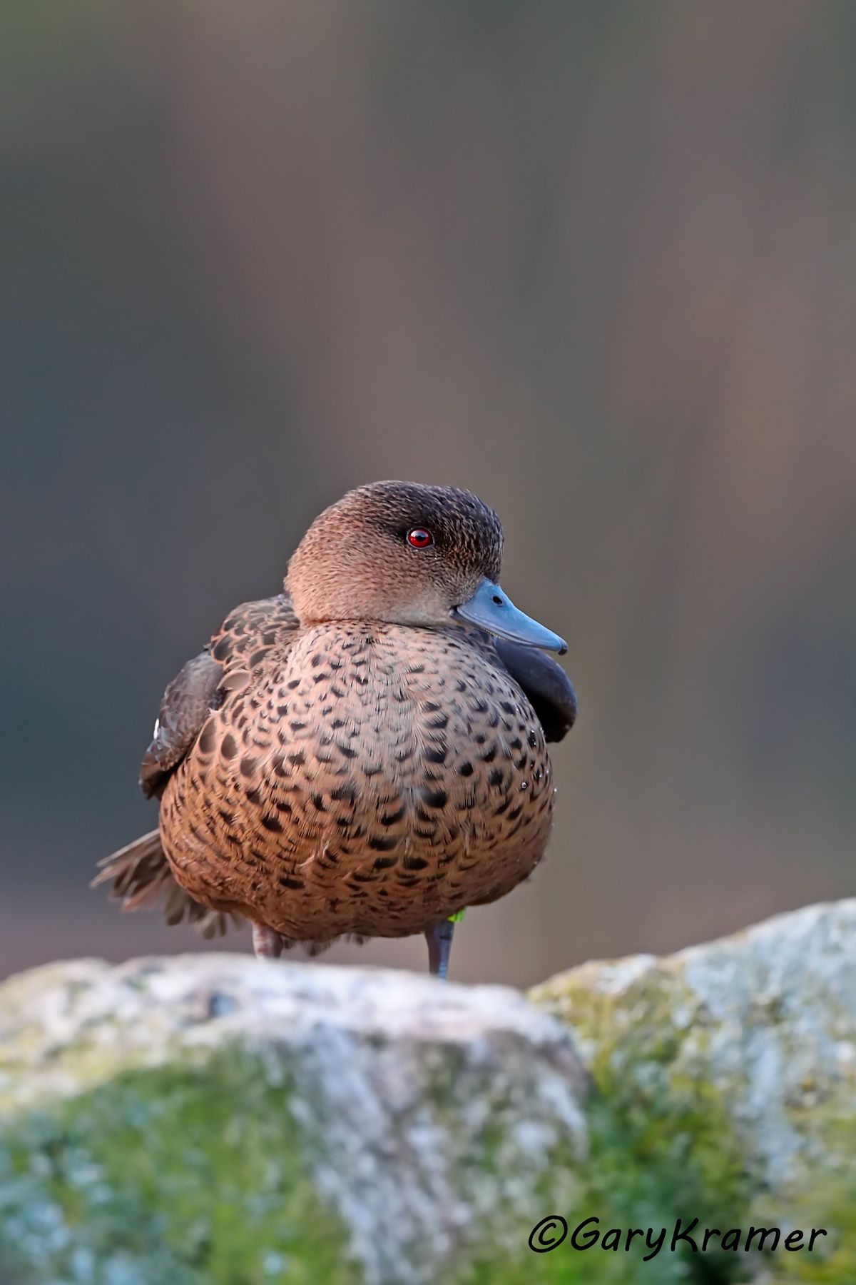 Sunda Teal (Anas gibberifrons)  Sunda Teal (Anas gibberifrons) - EBWTsg#097d(2)