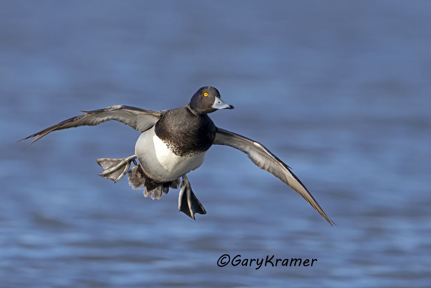 Lesser Scaup (Aythya affinis) - NBWSl#2497d