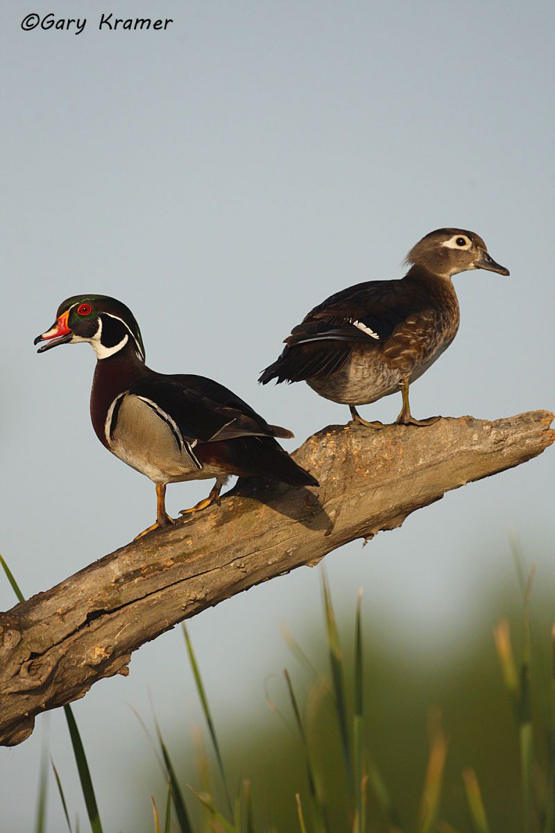 Wood Duck (Aix sponsa) - NBWWd#961d