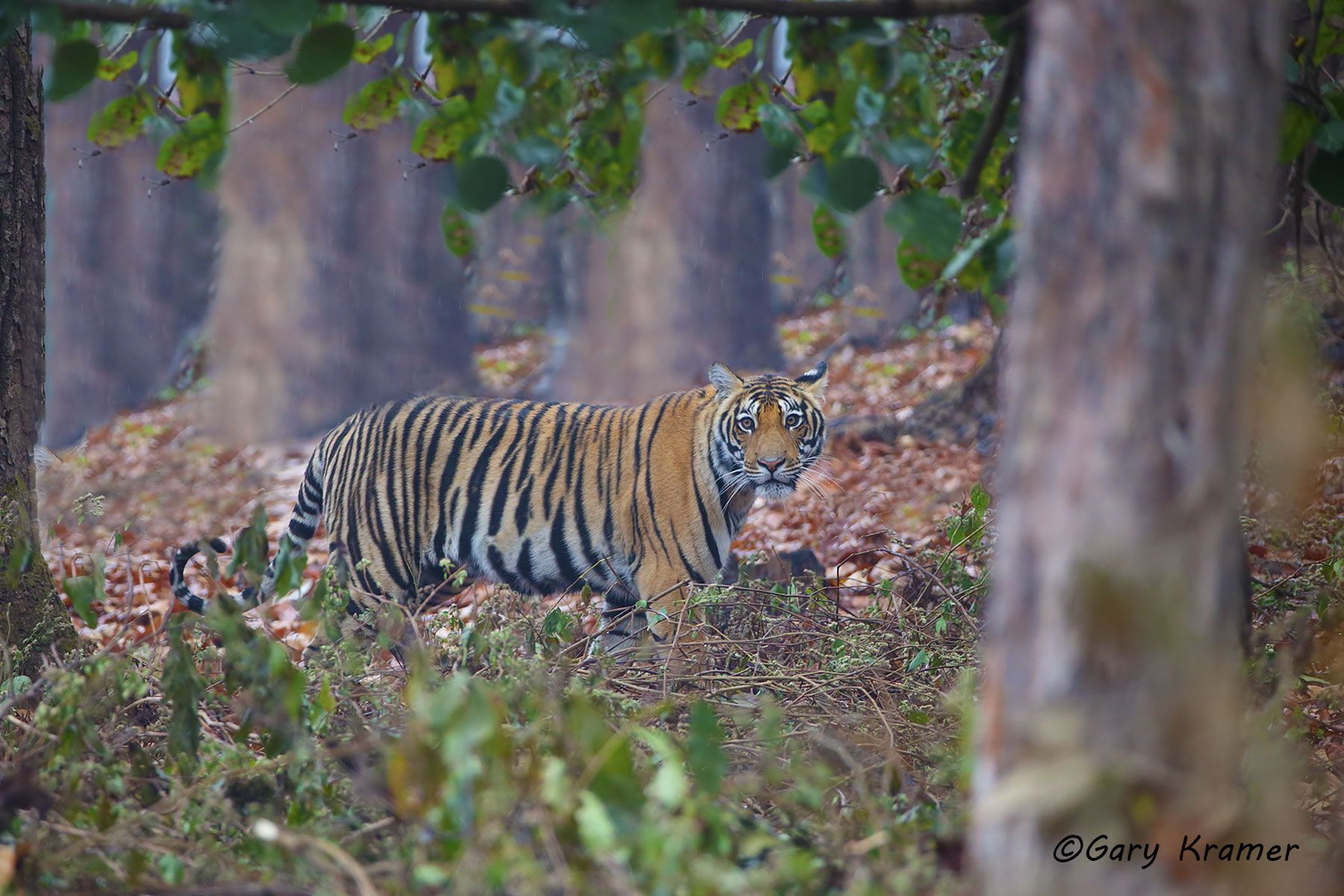 Tiger (Bengal) (Panthera tigrus tigrus) - AMTb#236d