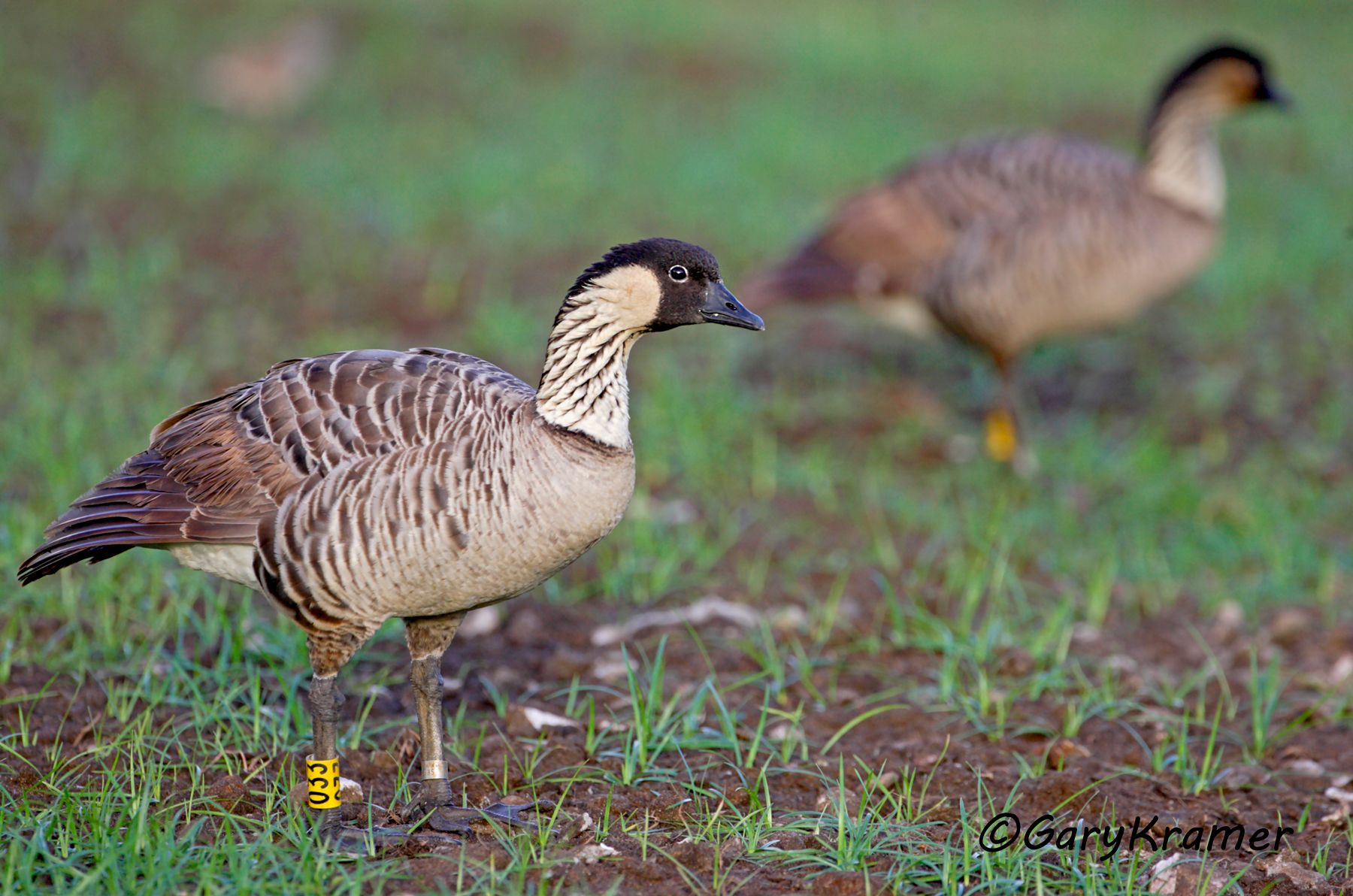 Hawaiian Goose (Nene) (Branta sandvicensis) Hawaiian Goose (Nene) (Branta sandvicensis) - NBWN#392d