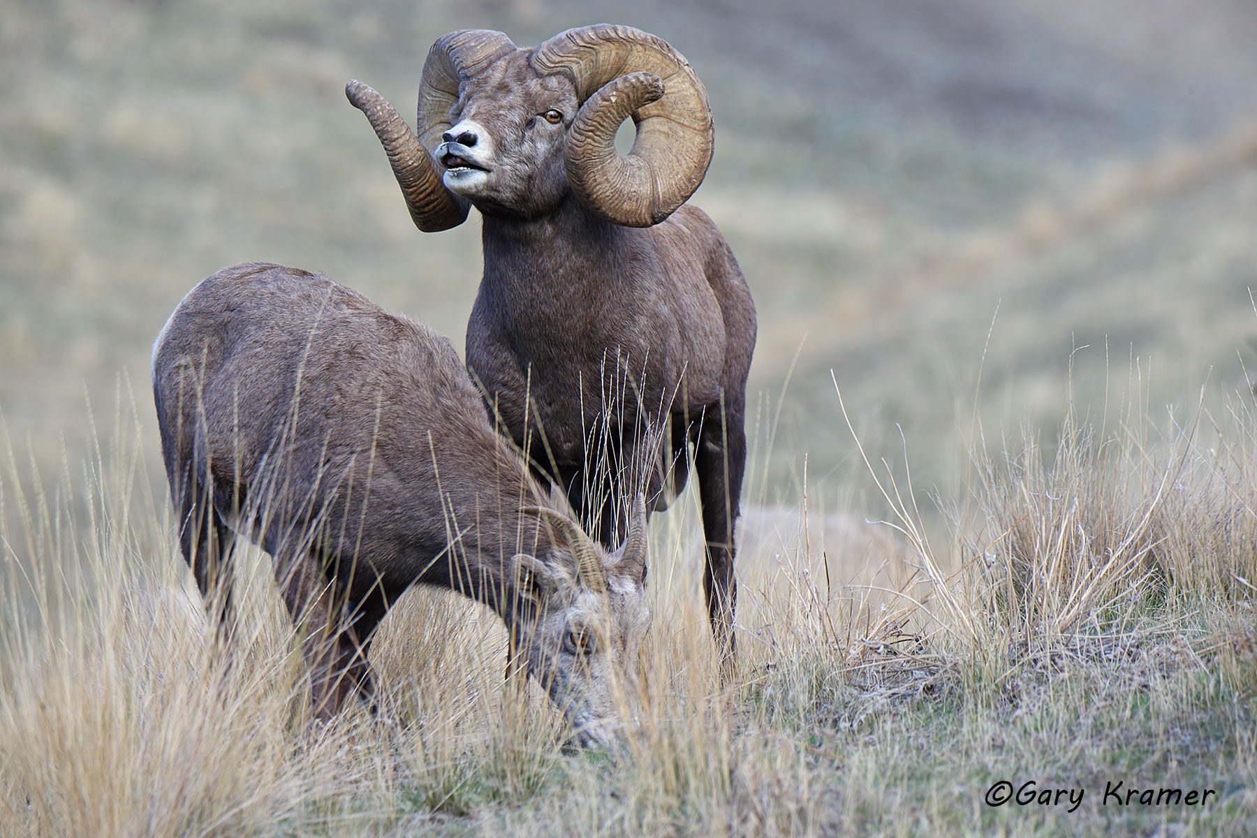 Rocky Mountain Bighorn (Ovis canadensis canadensis) by GaryKramer.net, 530-934-3873, gkramer@cwo.com Rocky Mountain Bighorn (Ovis canadensis canadensis) - NMSBr#1370d