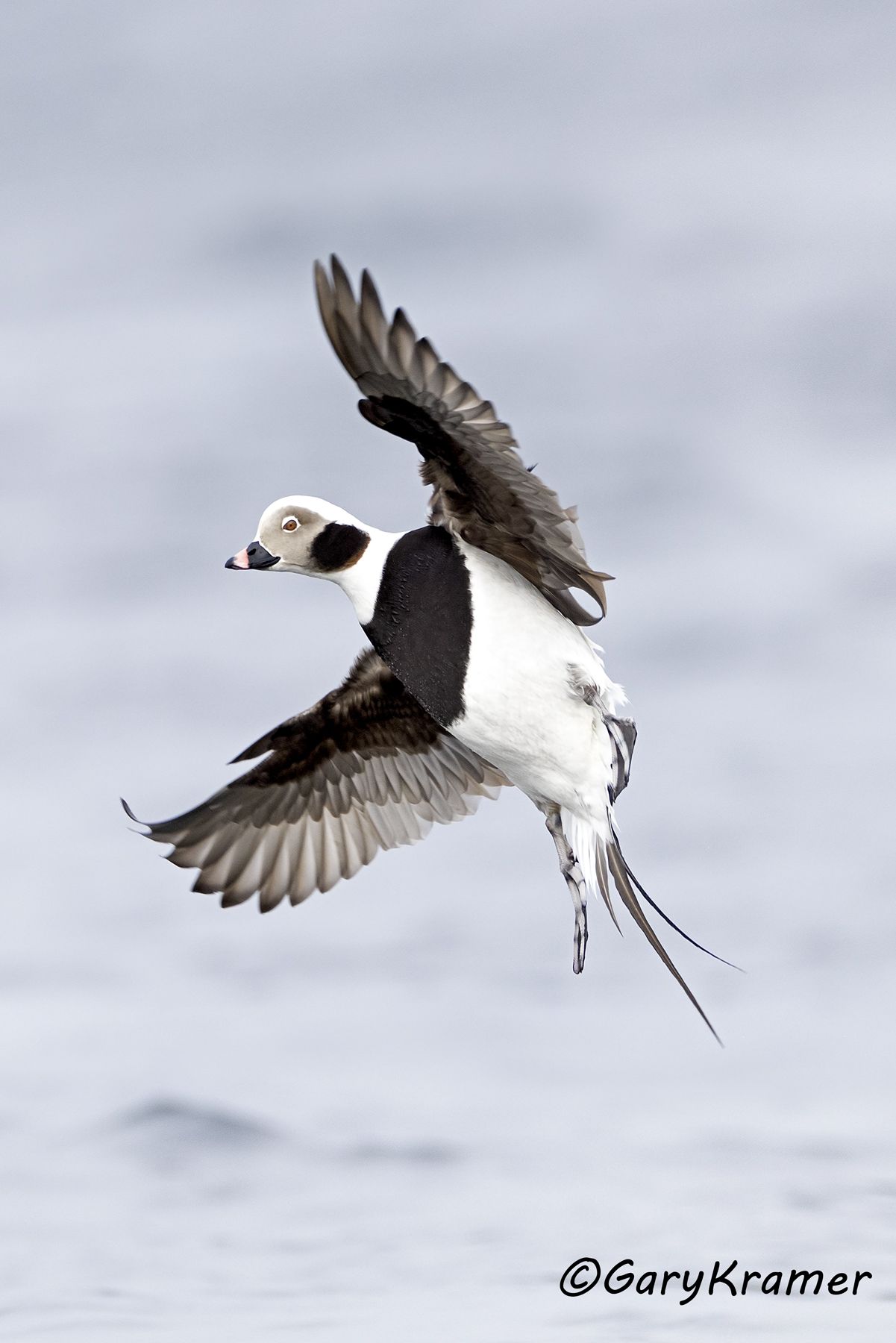 Long-tailed Duck (Clangula hyemalis) (winter) - NBWO#452d(2)