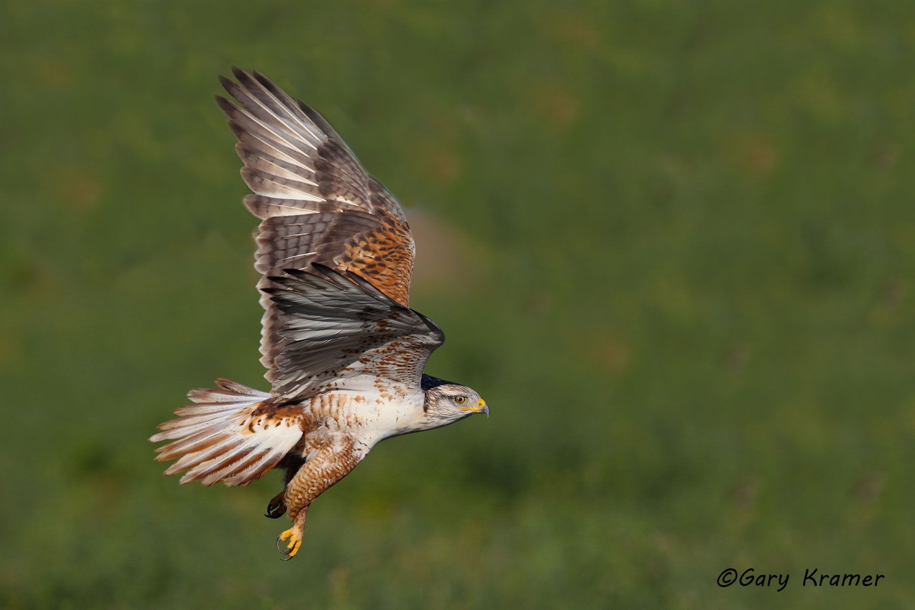 Ferruginous Hawk (Buteo regalis) - NBHF#135d