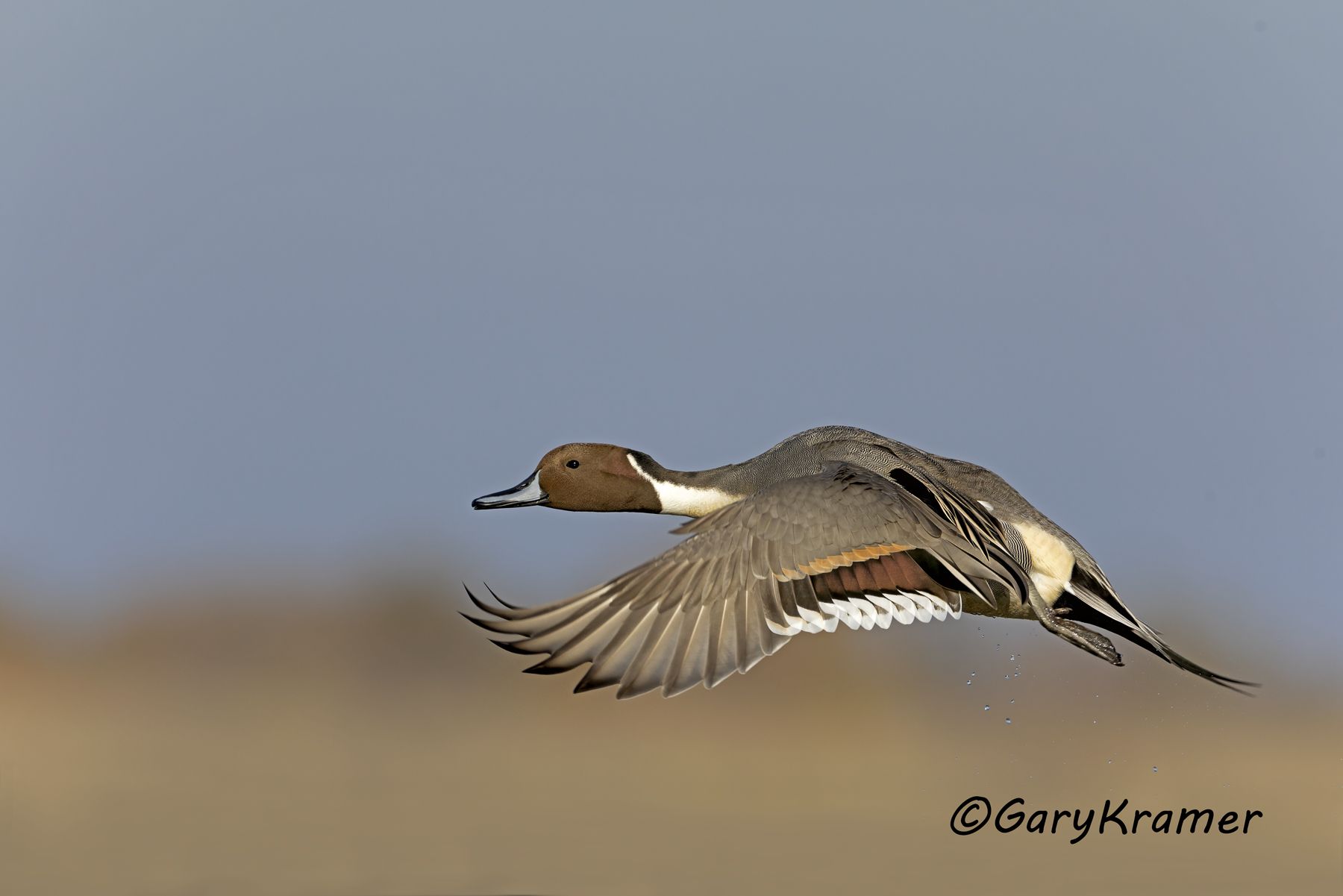 Northern Pintail (Anas acuta) - NBWP(c)#308d