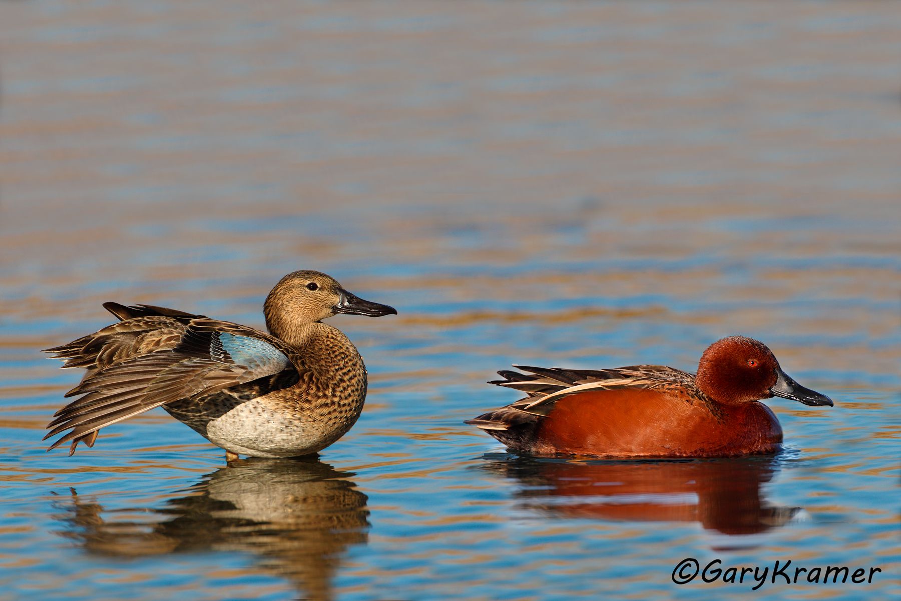 Cinnamon Teal (Spatual cyanoptera)  Cinnamon Teal (Spatula cyanoptera) - NBWTc#273d(2)