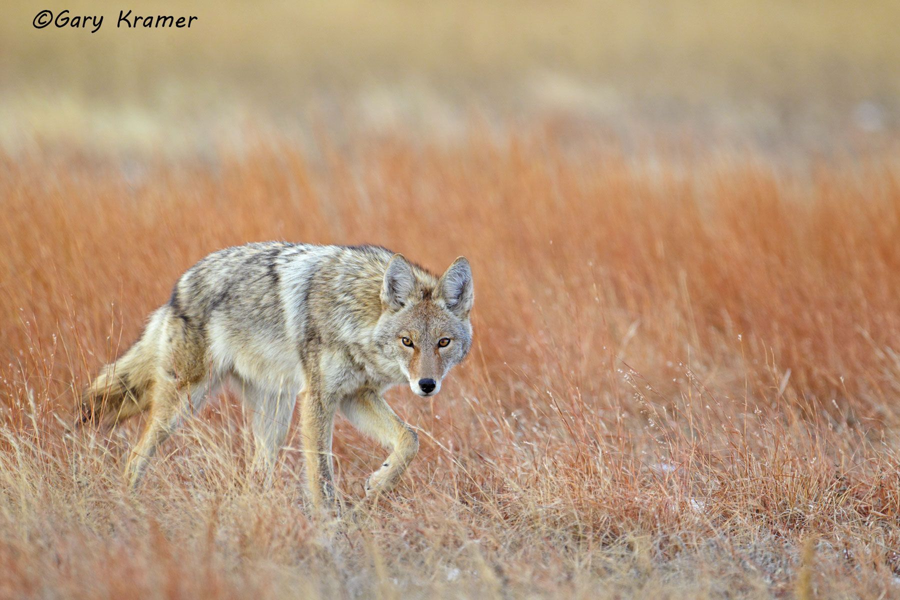 Coyote (Canis latrans) - NMC#587d