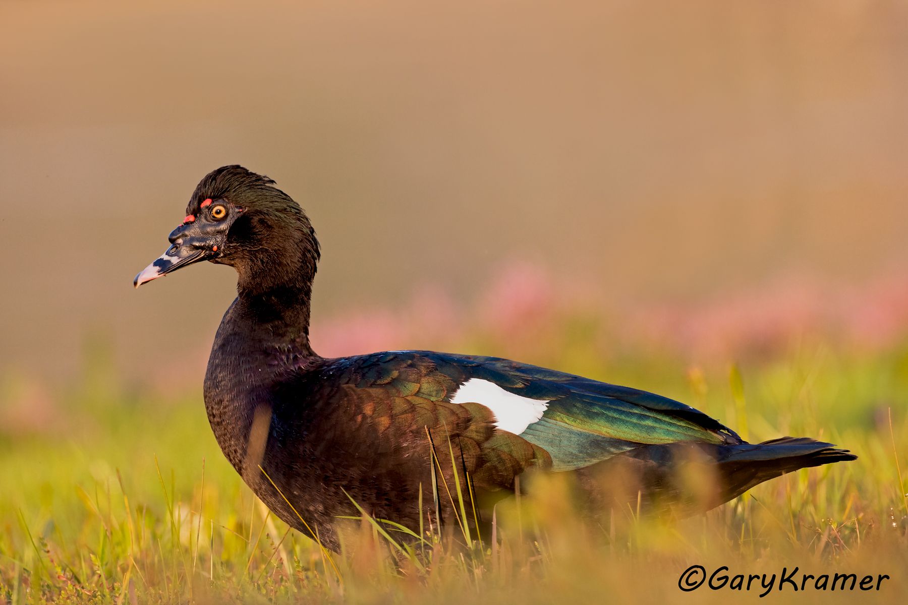 Muscovy Duck (Cairina moschata) - NBWMc#340d (Brazil) 