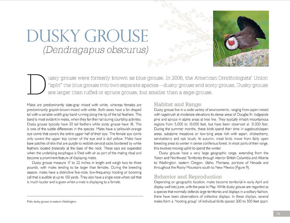 1r5_dusky_grouse_page_1bsm.jpg