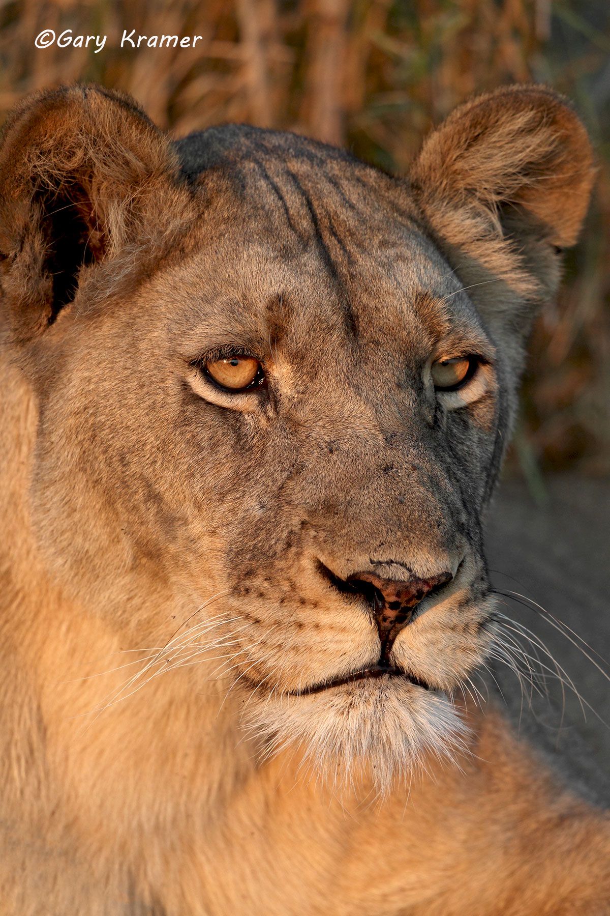 African Lion (Panthera leo) African Lion (Panthera leo) - AMPA#778d