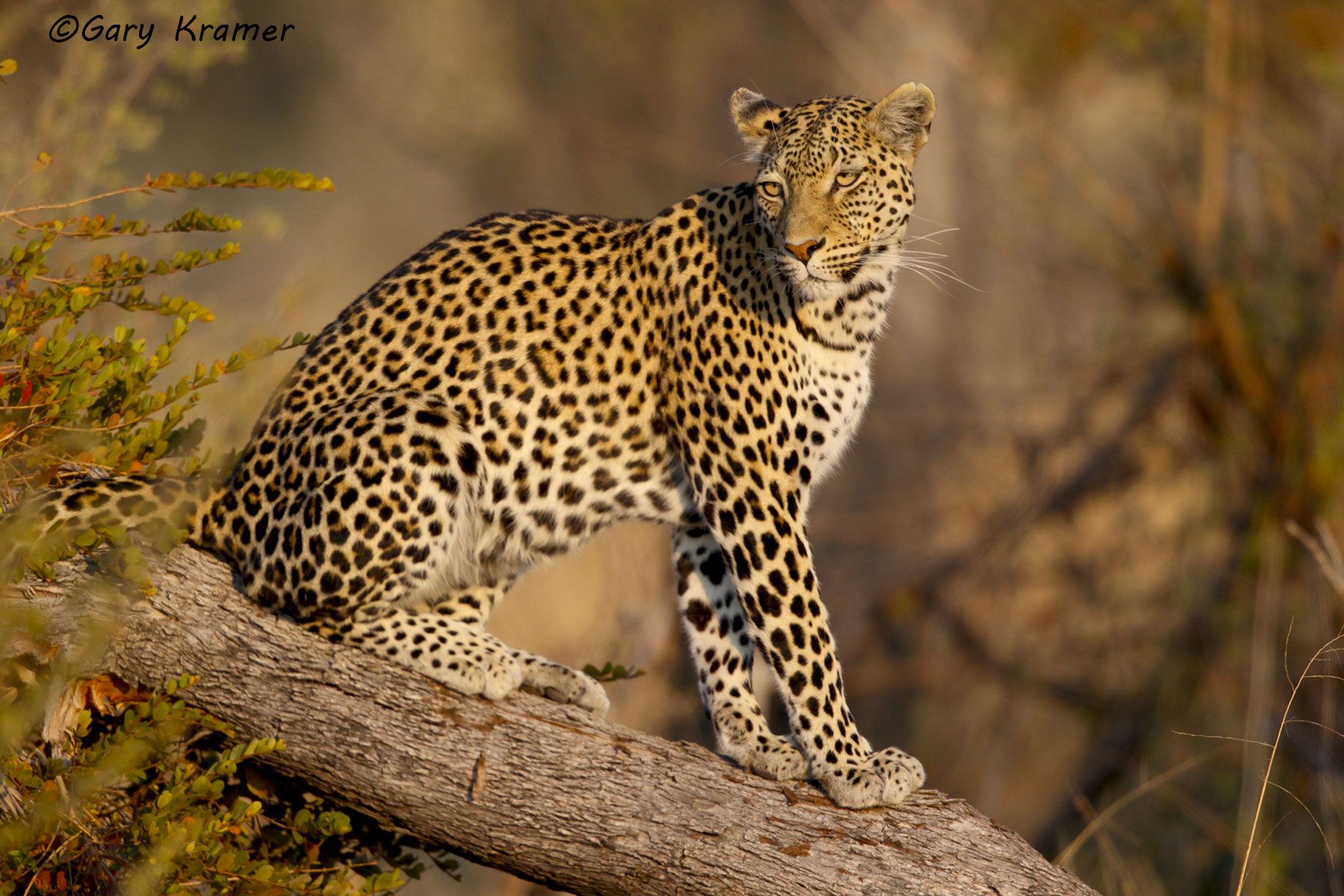 Leopard (Panthera pardus) Leopard (Panthera pardus) - AMPL#425d