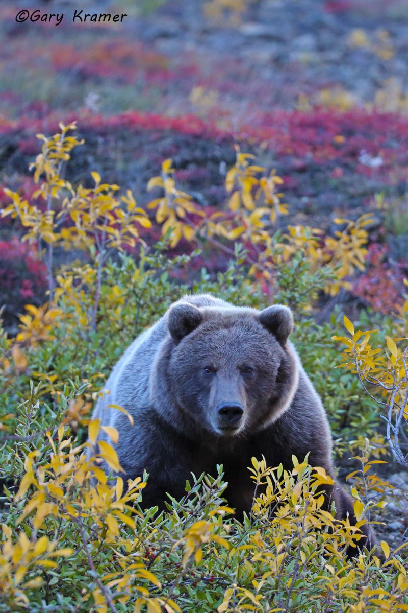 Grizzly Bear (Ursus horribilis) by GaryKramer.net, 530-934-3873 , gkramer@cwo.com - Published: ASC Bears Calendar 2015 Grizzly Bear (Ursus horribilis) - NMBG#260d(2)