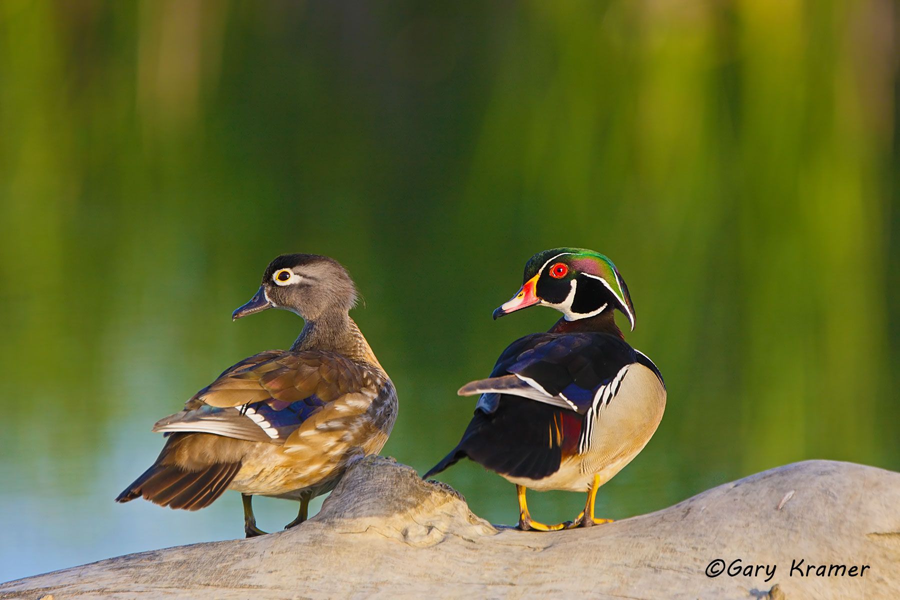 Wood Duck (Aix sponsa) - NBWWd#791d