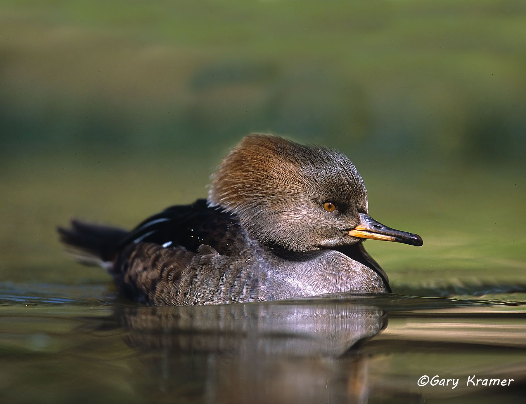 Hooded Merganser (Lophodytes cucullatus) Hooded Merganser (Lophodytes cucullatus) - NBWMh#030