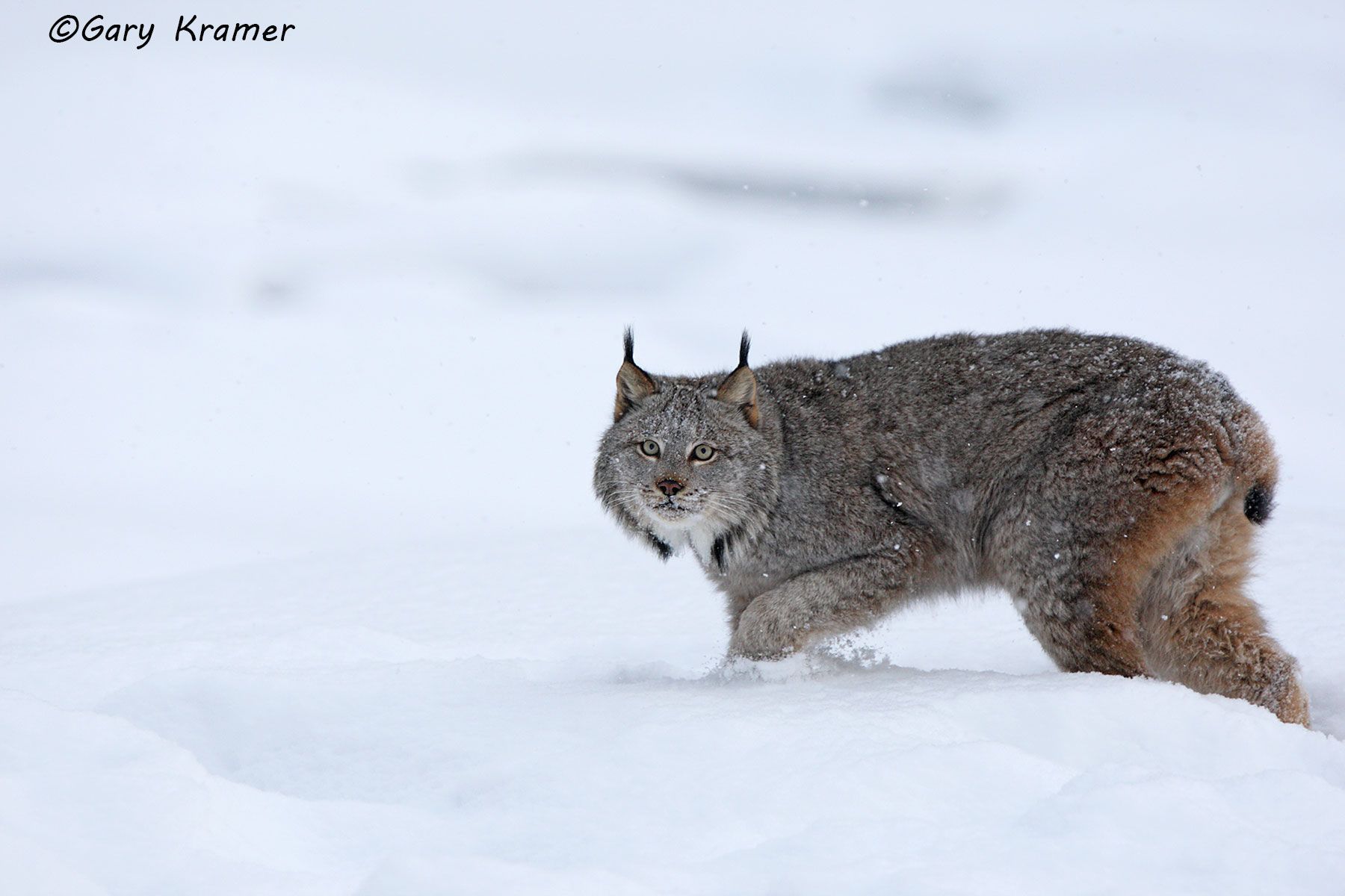 Lynx (Lynx canadensis) by GaryKramer.net, 530-934-3873, gkramer@cwo.com Lynx (Lynx canadensis) - NMCL#226d