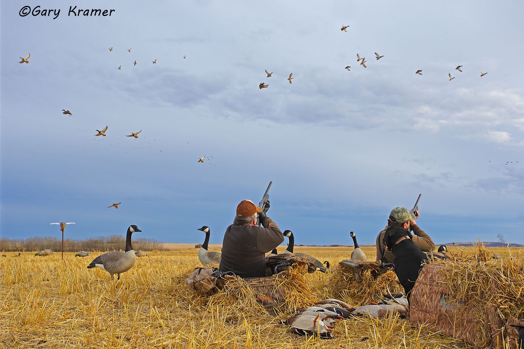Hunter(s) shooting at ducks over decoys (field set)  - NHDad#364d