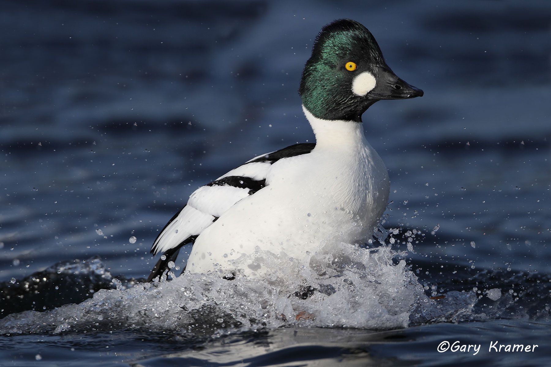 Common Goldeneye (Bucephala clangula) Common Goldeneye (Bucephala clangula) - NBWGc#356d