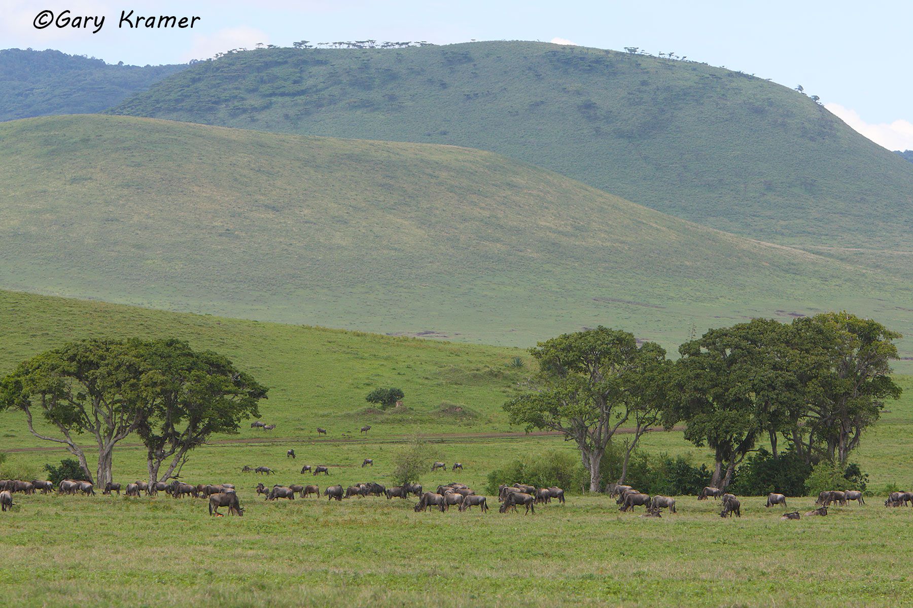 White-bearded Wildebeest (Connochaetes taurinus albojubatus) White-bearded Wildebeest (Connochaetes taurinus albojubatus) - AMUBw#100d.jpg