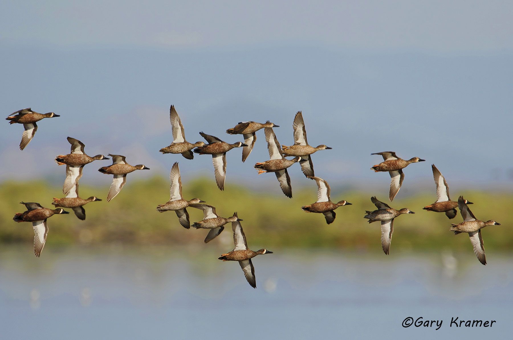 Blue-winged Teal (Spatula discors) by GaryKramer.net, 530-934-3873, gkramer@cwo.com - Published: Wingshooting the World, Patagonia Pub. 2010 Blue-winged Teal (Spatula discors) - NBWTb#512d