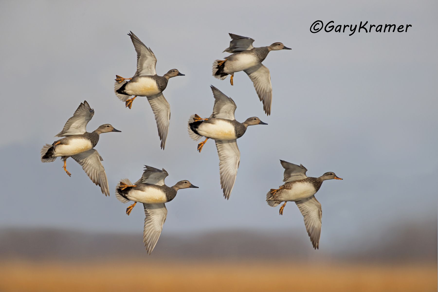 Gadwall (Anas strepera) - NBWG#2848d(2)