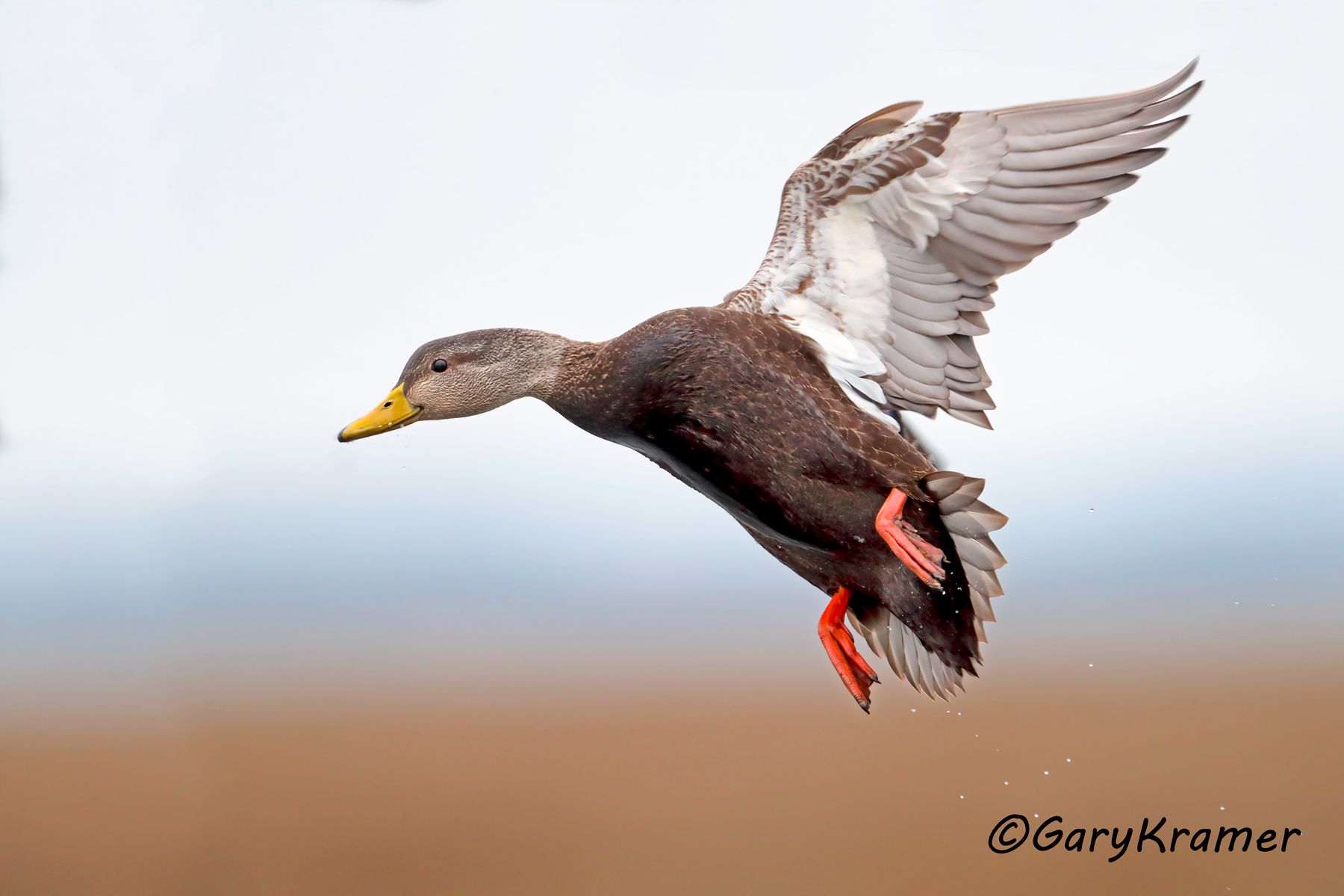 American Black Duck (Anas rubripes) American Black Duck (Anas rubripes)- NBWBd#916d.jpg