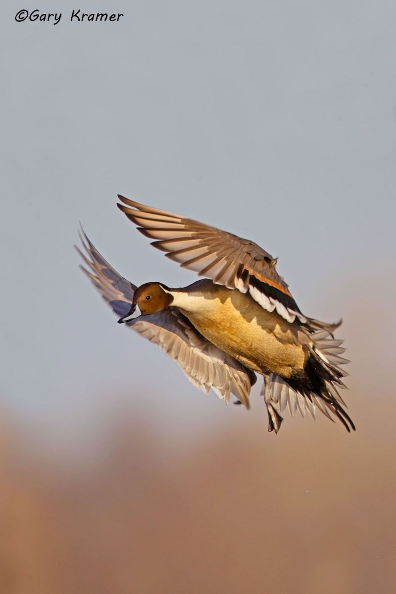 Northern Pintail (Anas acuta)  - NBWP#3999d(2)