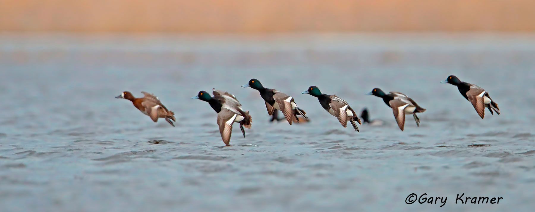 Lesser Scaup (Aythya affinis) - NBWSl#650d(P)