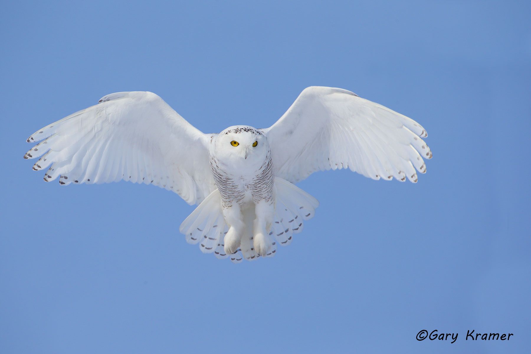 Snowy Owl (Nyctea scandiaca) NBOS#186d