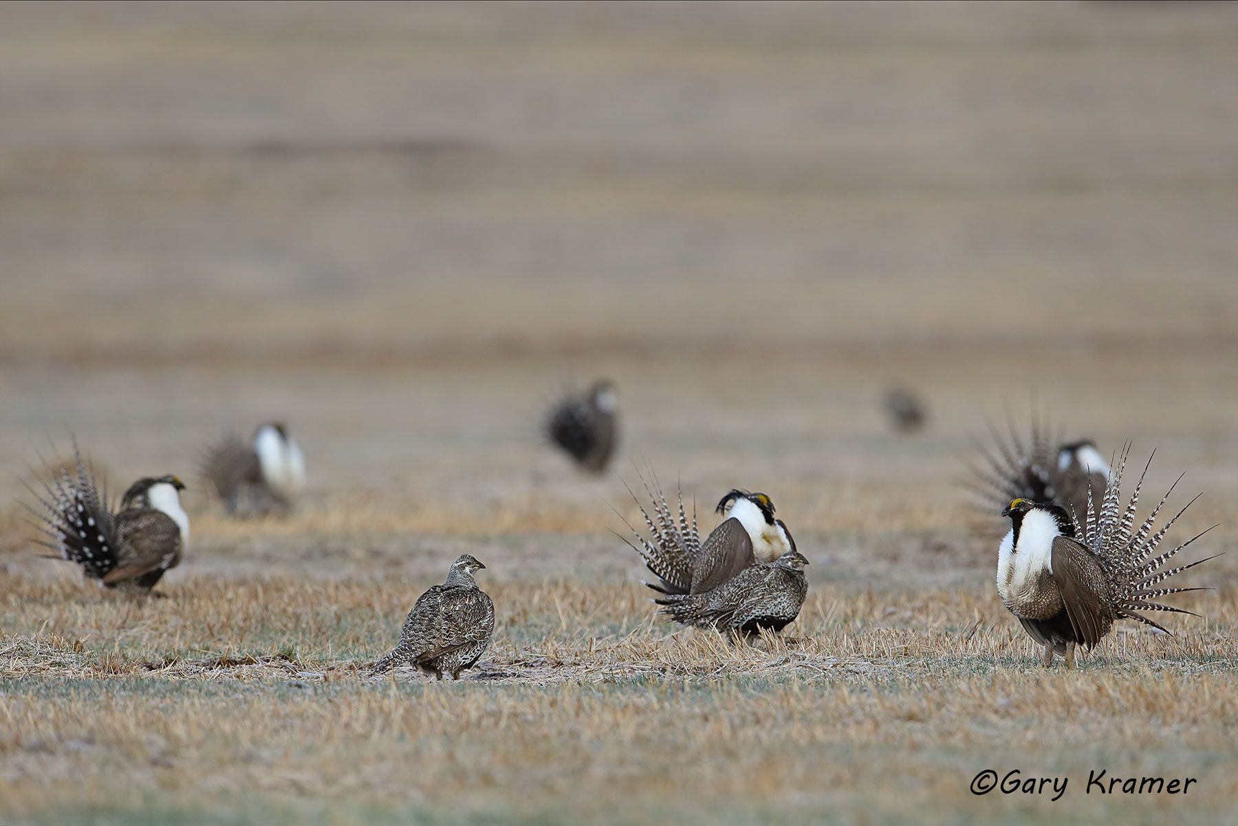 Gunnison Sage Grouse (Centrocerus minimus) Gunnison Sage Grouse (Centrocerus minimus) - NBGGa#426d