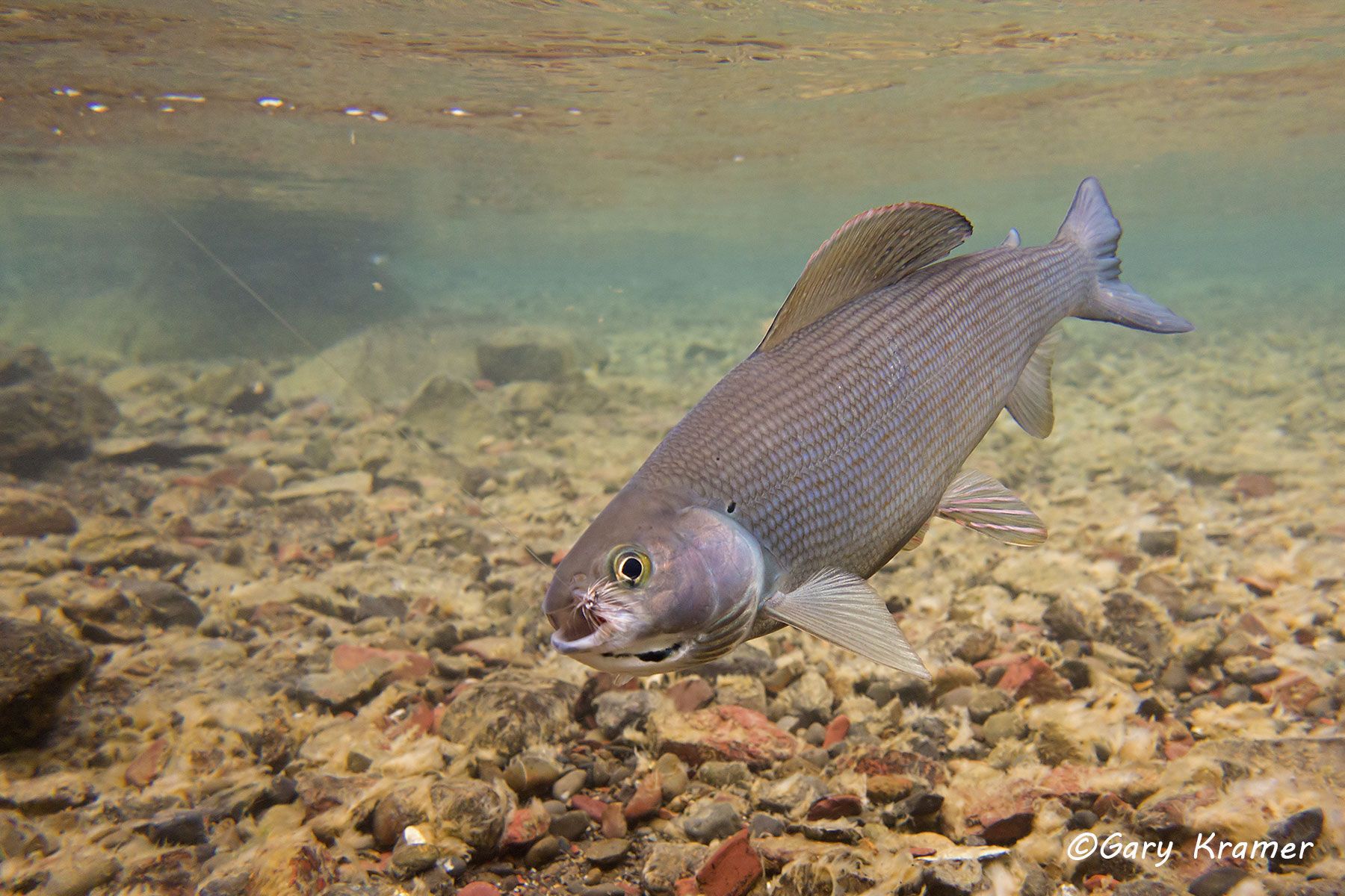 Arctic Grayling w/ fly - NFAGf#062d