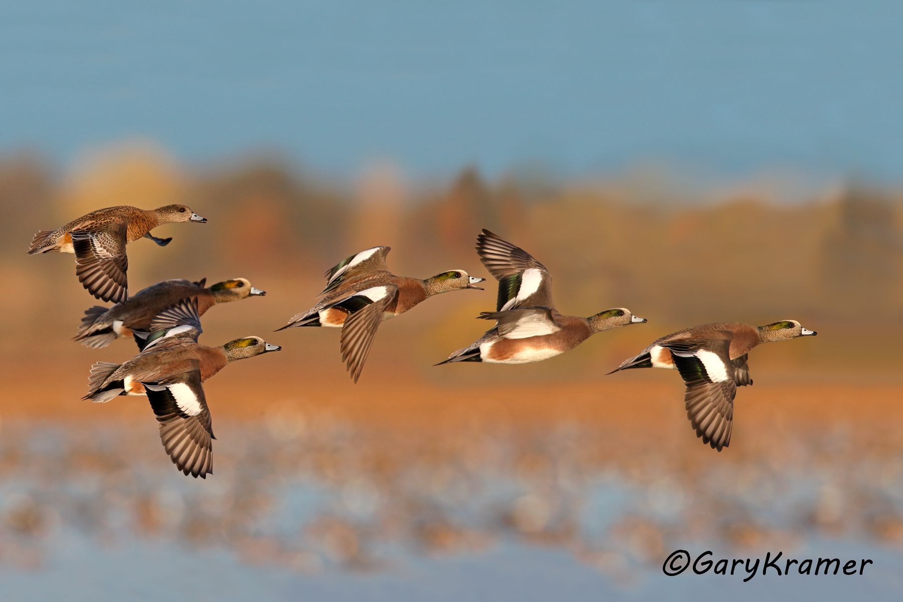 American Wigeon (Anas americana) American Wigeon (Anas americana) - NBWW#1664d(2)